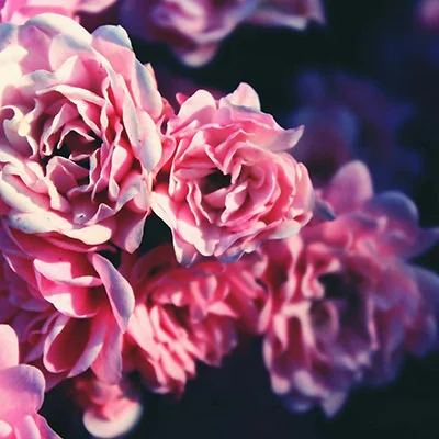 Karing 免费节点 | 1月25日21.3M/S|免费Clash节点/Singbox节点/Shadowrocket节点/V2ray节点/SSR节点/Trojan节点节点推荐，在线Clash机场梯子购买推荐