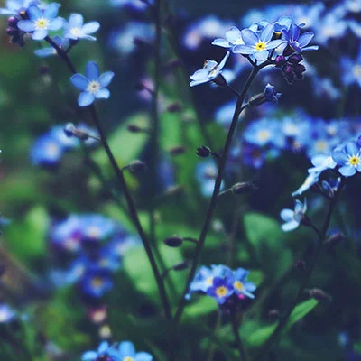 Karing 免费节点 | 1月22日19.8M/S|免费V2ray节点/Trojan节点/Shadowrocket节点/Clash节点/Singbox节点/SSR节点节点推荐，在线Clash机场梯子购买推荐