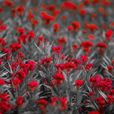 Karing 免费节点 | 1月20日18.5M/S|免费V2ray节点/Trojan节点/Clash节点/Shadowrocket节点/Singbox节点/SSR节点节点推荐，在线Clash机场梯子购买推荐